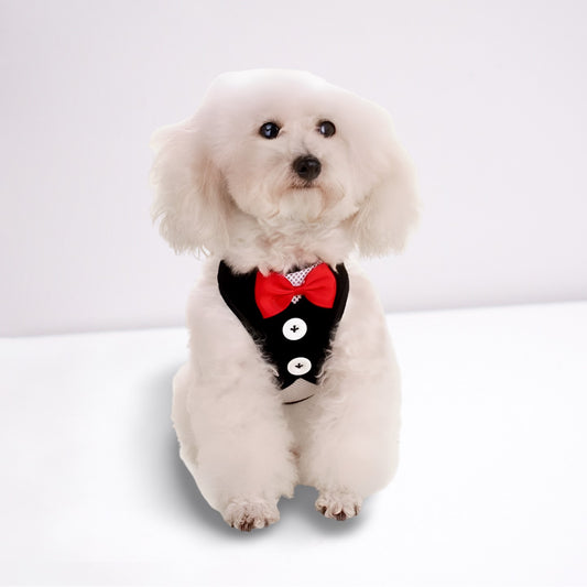 Tuxedo Vest and Bow Tie, Harness and Lead